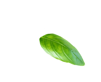 Floating Leaf